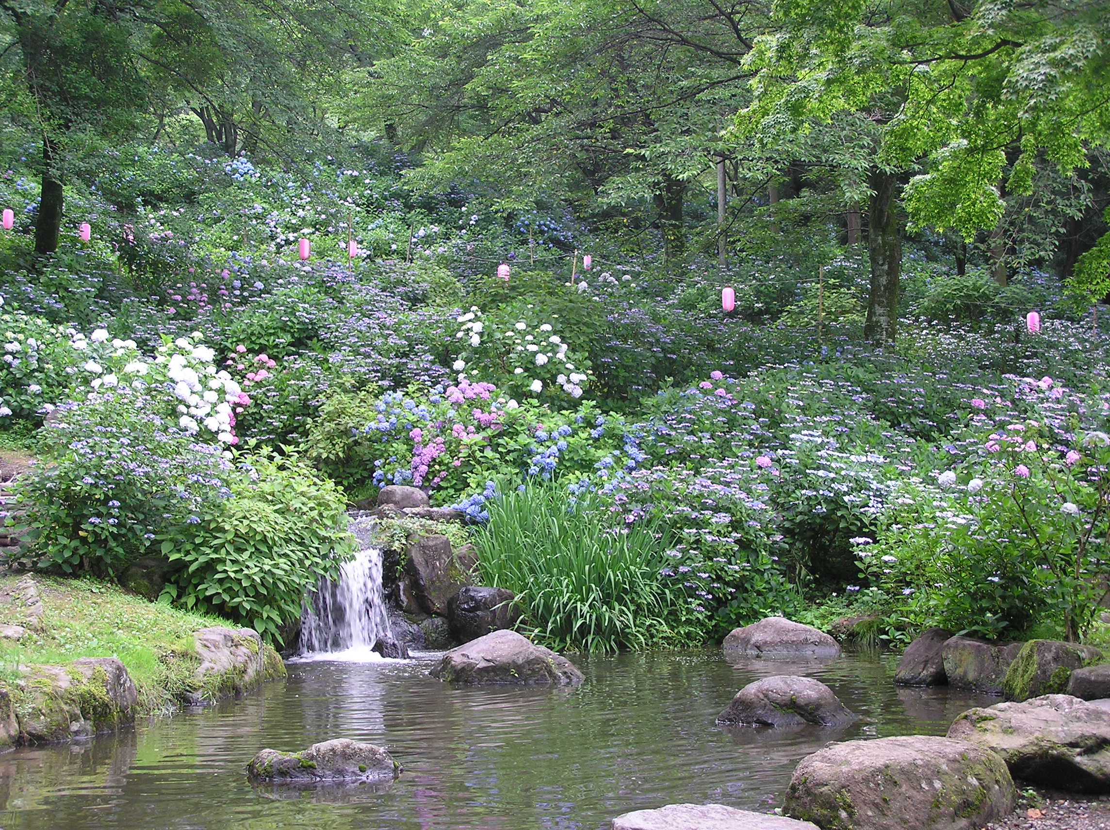 小野池あじさい公園2026見頃と開花状況！混雑回避と絶景ライトアップ