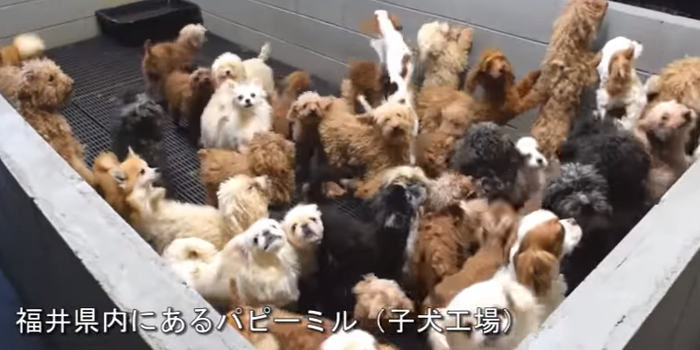 パピーミルとは？子犬工場の闇と悪質ブリーダーの手口を徹底追及
