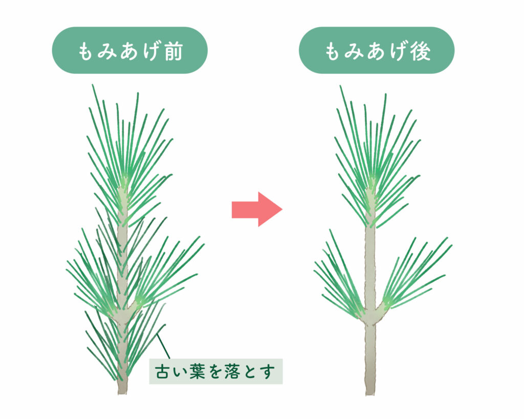 松の剪定の仕方をプロが完全解説！枯らさず美しく整える決定版
