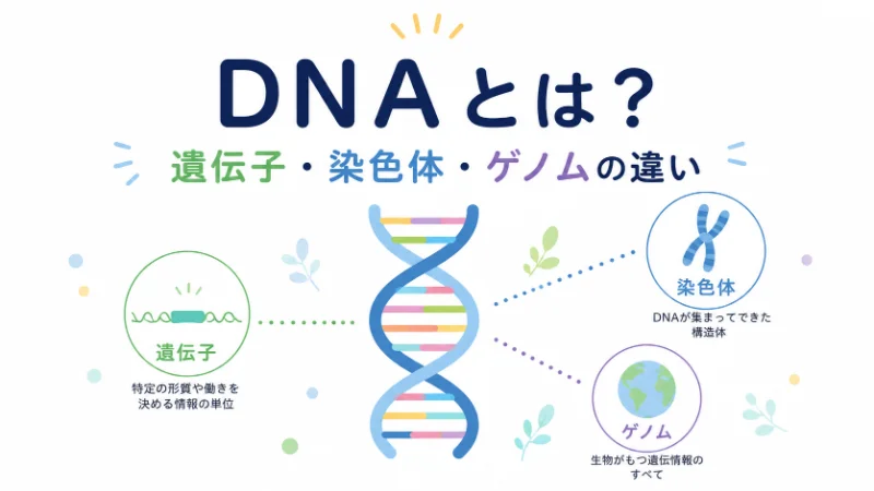 【真相】 Dna と 遺伝子 の 違い 衝撃の最新ニュース #614