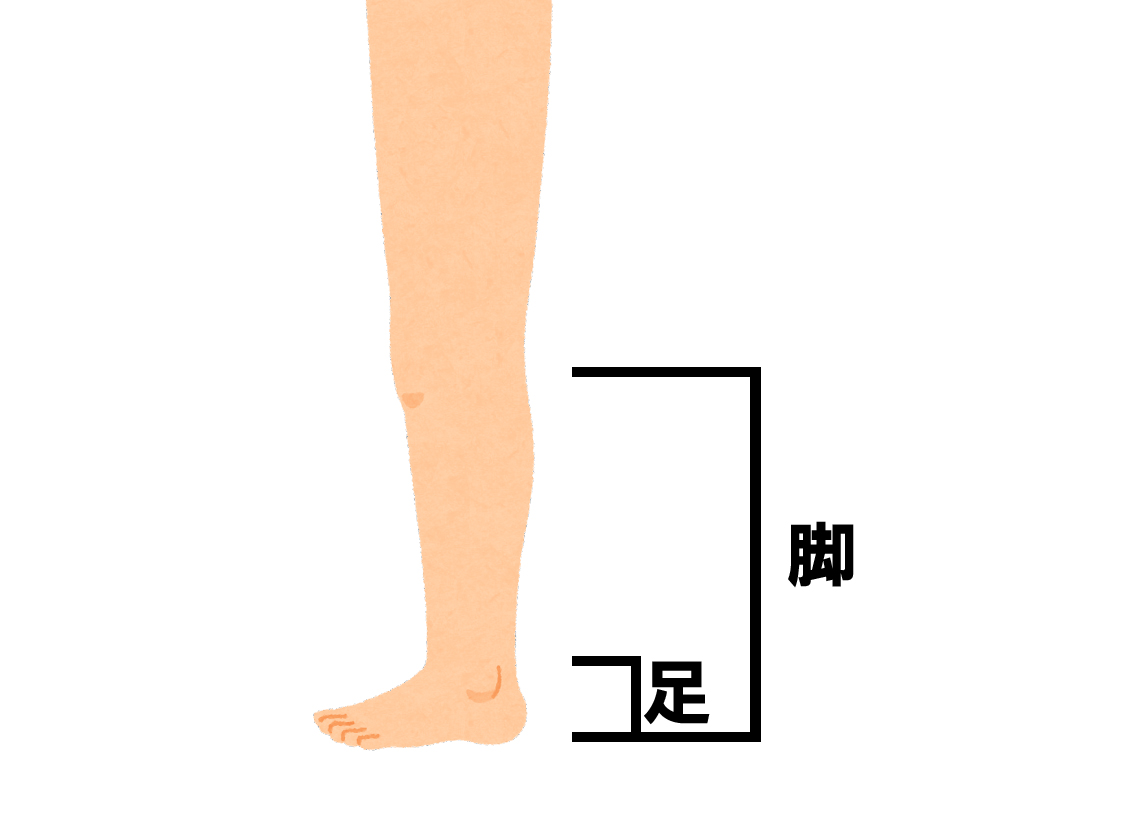 「脚」と「足」の違いはどこ？太もも・つま先の範囲と使い分けの決定打