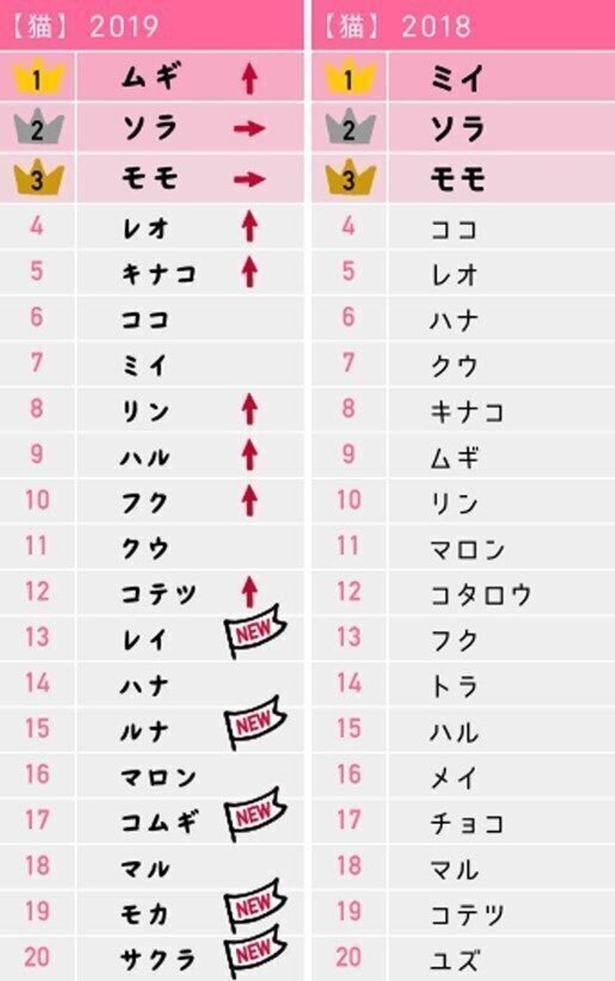 2026年最新猫の名前ランキング！オス・メス1位の理由と失敗しない名付け