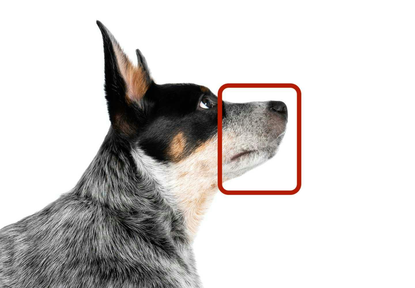 犬と猫の「マズル」とは？部位の構造とマズルコントロール賛否の真相