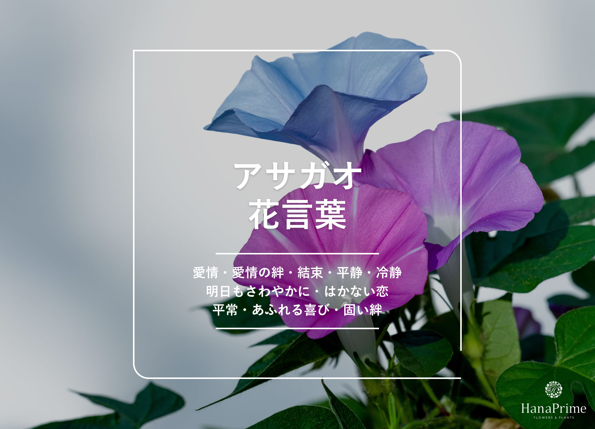 朝顔の花の色が変わる驚きの理由！青から赤紫への変化と最新研究の真相