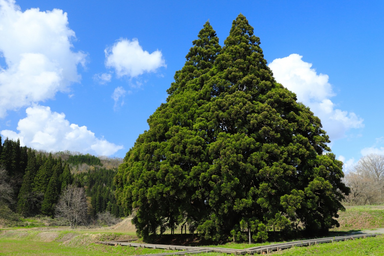 実在するトトロの木の場所は？山形・鮭川村や東京杉並の現在を徹底検証