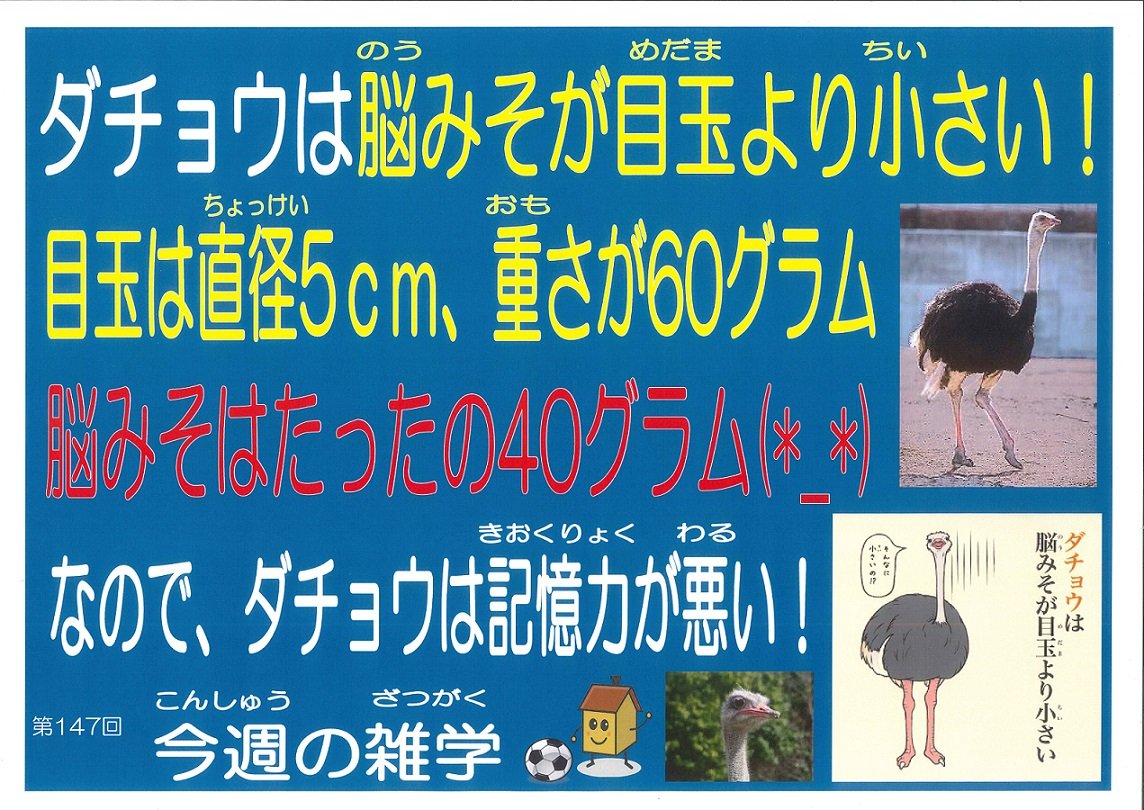 ダチョウの脳みそは目玉より小さい？バカすぎて絶滅しない驚異の生態
