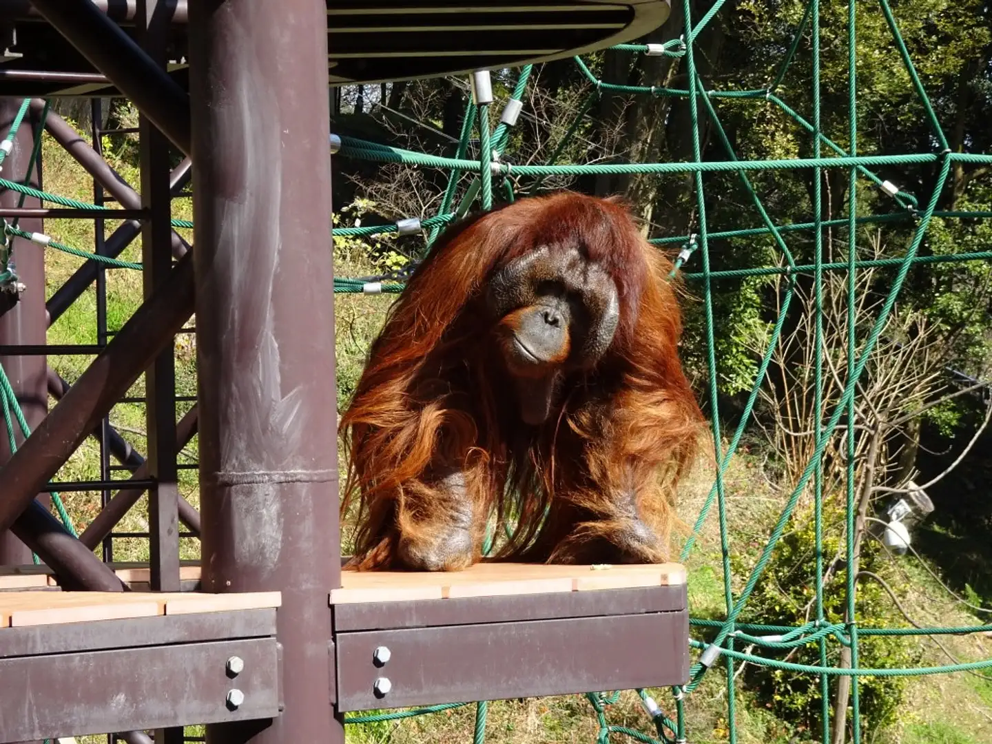 福岡市動植物園2026最新ガイド！新ゾウ舎と混雑回避の裏ワザ