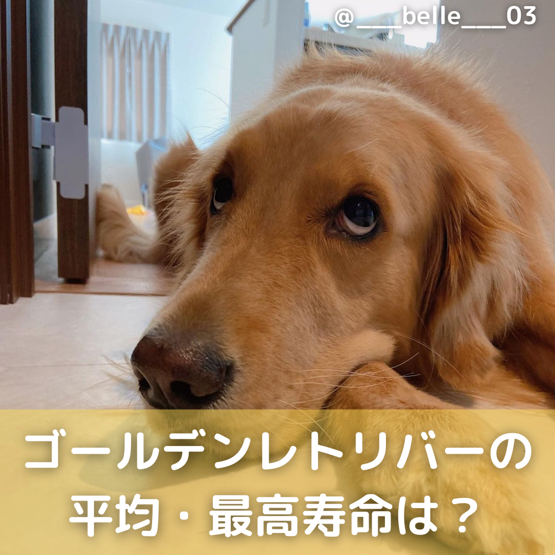 ゴールデンレトリバーの寿命と短い理由｜長生きさせる秘訣と介護予防