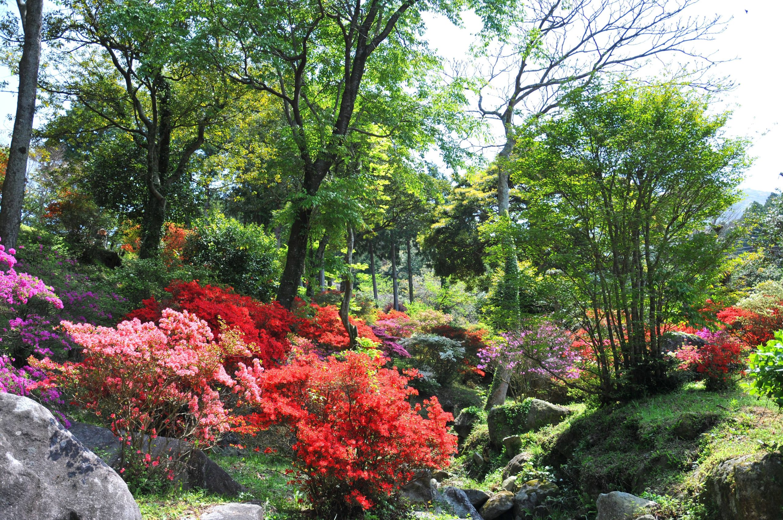 浮嶽幸花樹園2026最新！圧巻のツツジ見頃や入園料・アクセス徹底解説