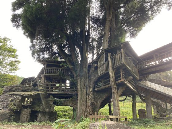 高森ツリーハウス現在の姿とは？解体噂の真相と巨木が辿った軌跡