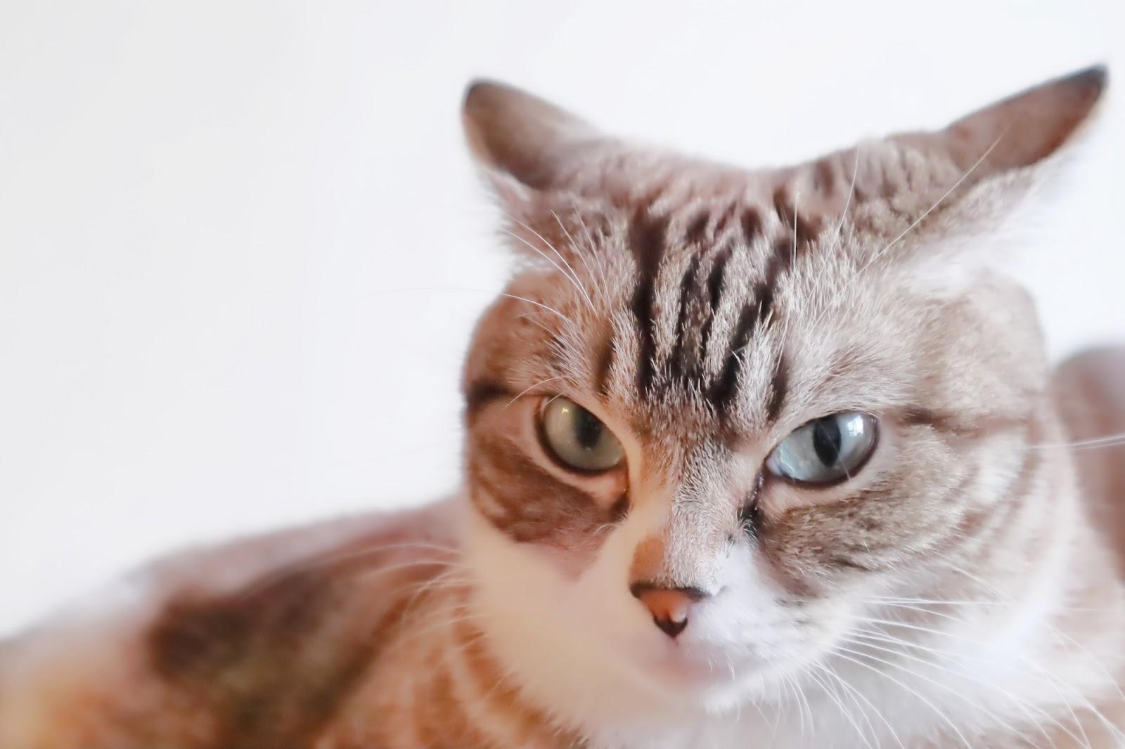 猫のイカ耳の理由は怒りだけじゃない！感情サインと正しい対処法