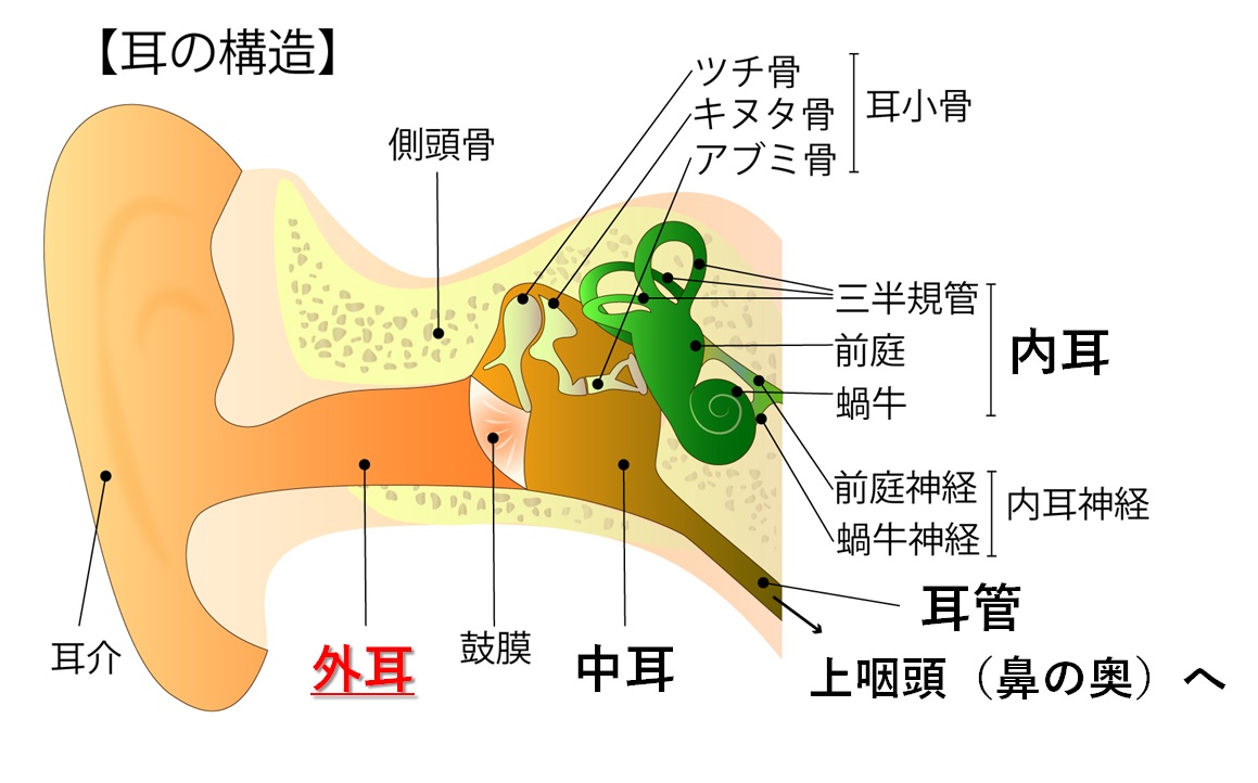 耳の中でカサカサ音がする本当の原因と放置厳禁のサイン