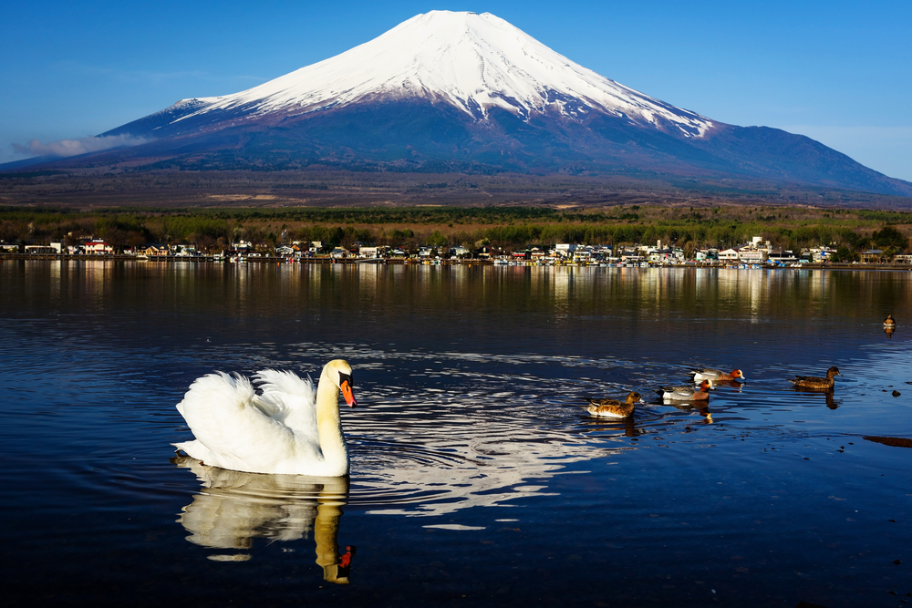山中湖交流プラザきらら完全攻略｜富士山絶景とフェス混雑回避術