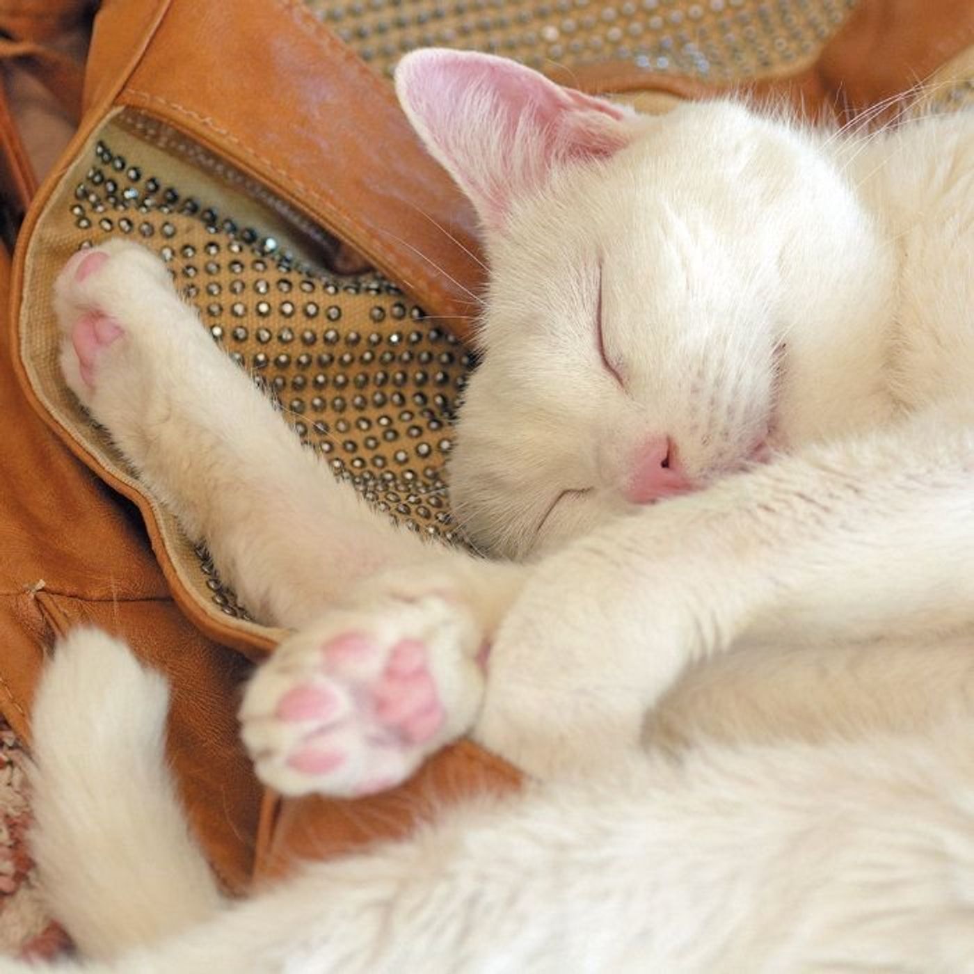 ピンクの猫は実在する？Sns目撃情報の真相と毛色が染まった衝撃の理由