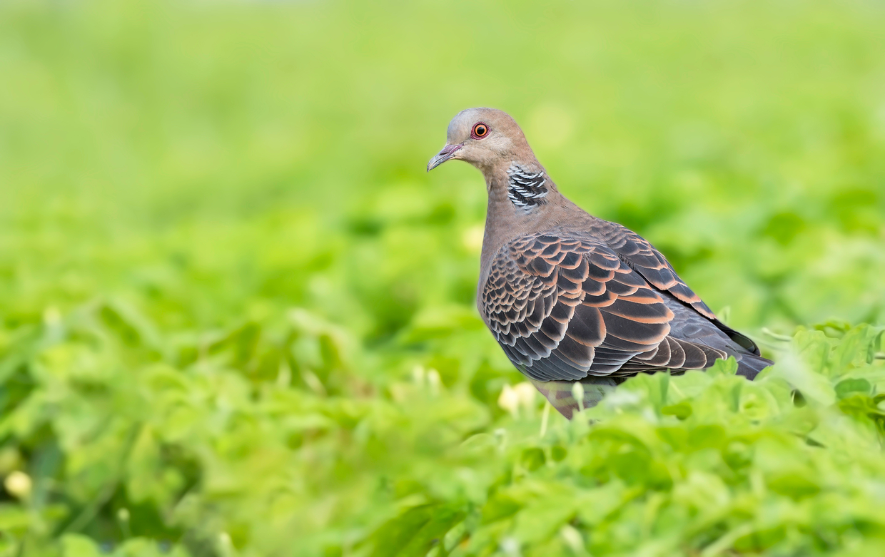 朝響く「ホーホー」の正体は？鳩の鳴き声が示す危険サインと撃退法