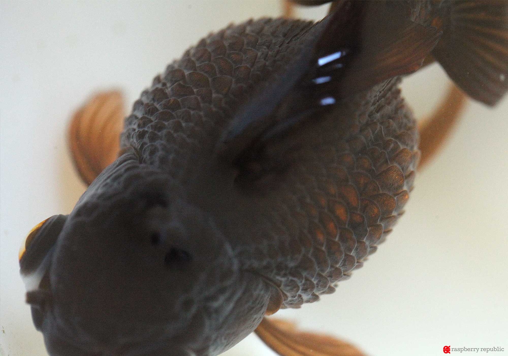 金魚のお腹が膨らむのはなぜ？重病サインの見分け方と命を救う緊急対処法