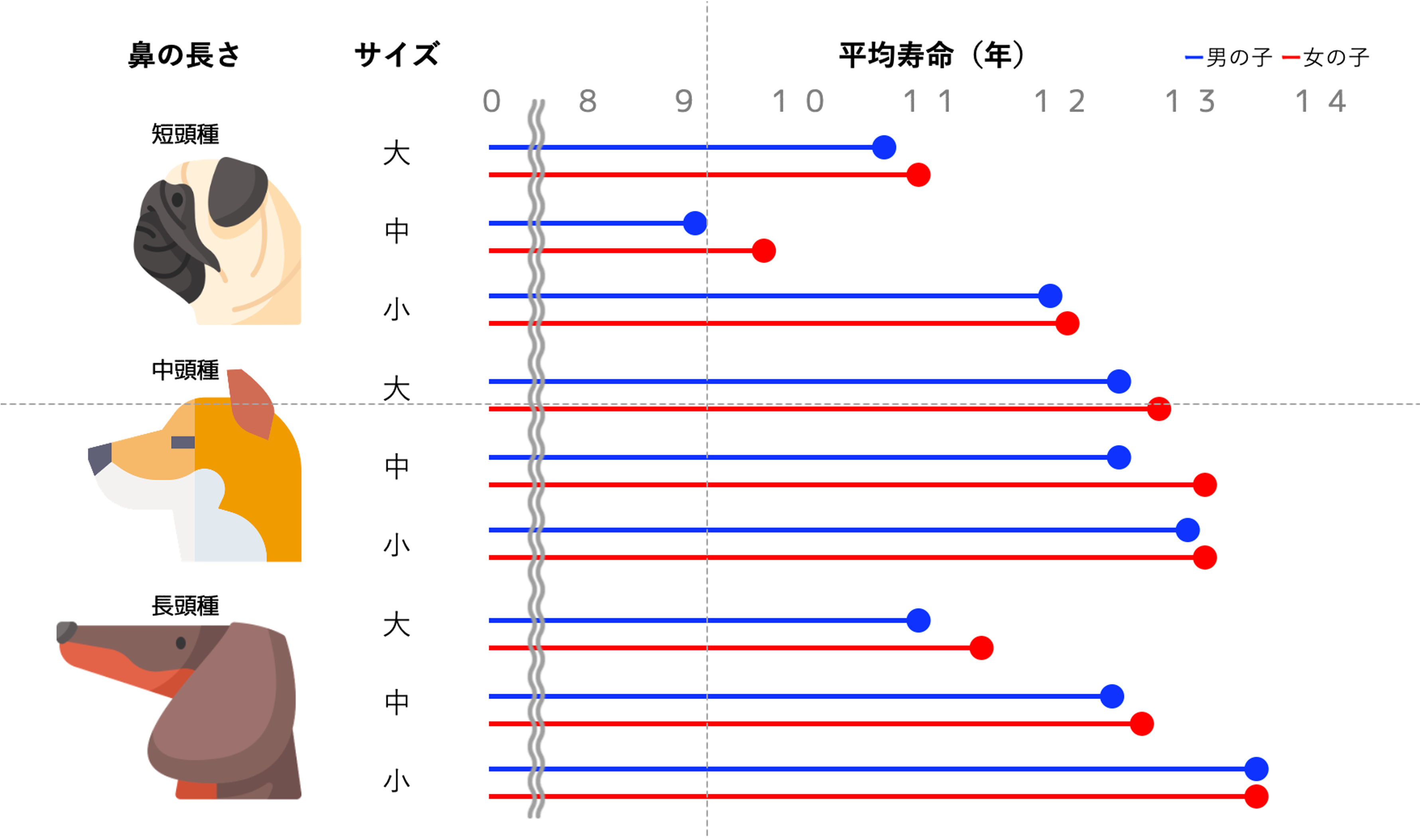 柴犬の平均寿命は何年？人間換算の真実と長寿ギネス記録に学ぶ健康管理