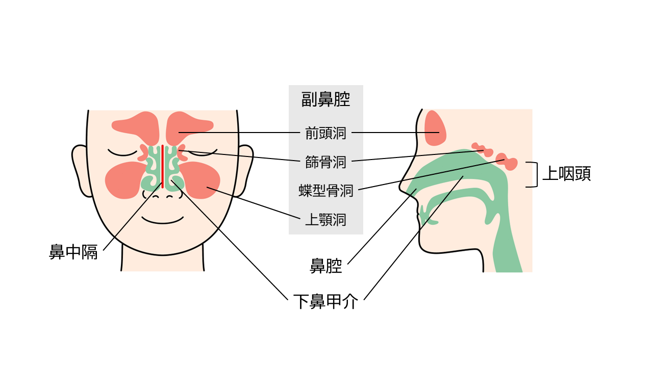 鼻詰まってないのに鼻声が続く原因は？開鼻声・病気のサインと即効対策