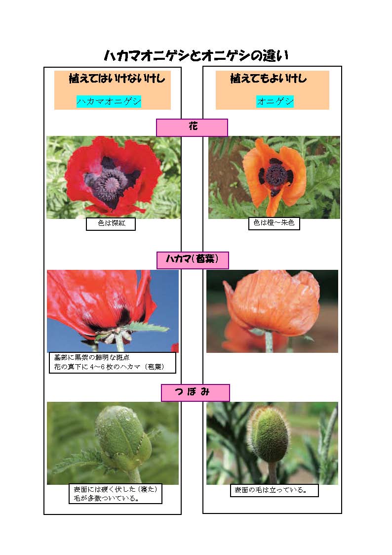 ケシの花とポピーの決定的な違いとは？違法なケシの見分け方と自生リスク