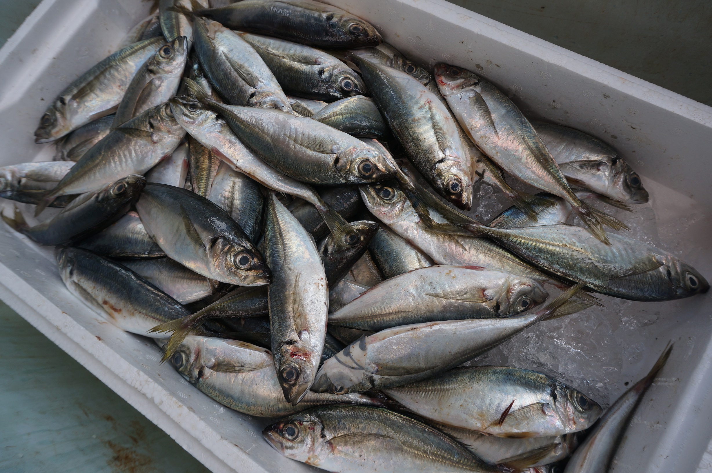 魚だけじゃない！カワウソが食べるものと危険な食事・好物の全貌