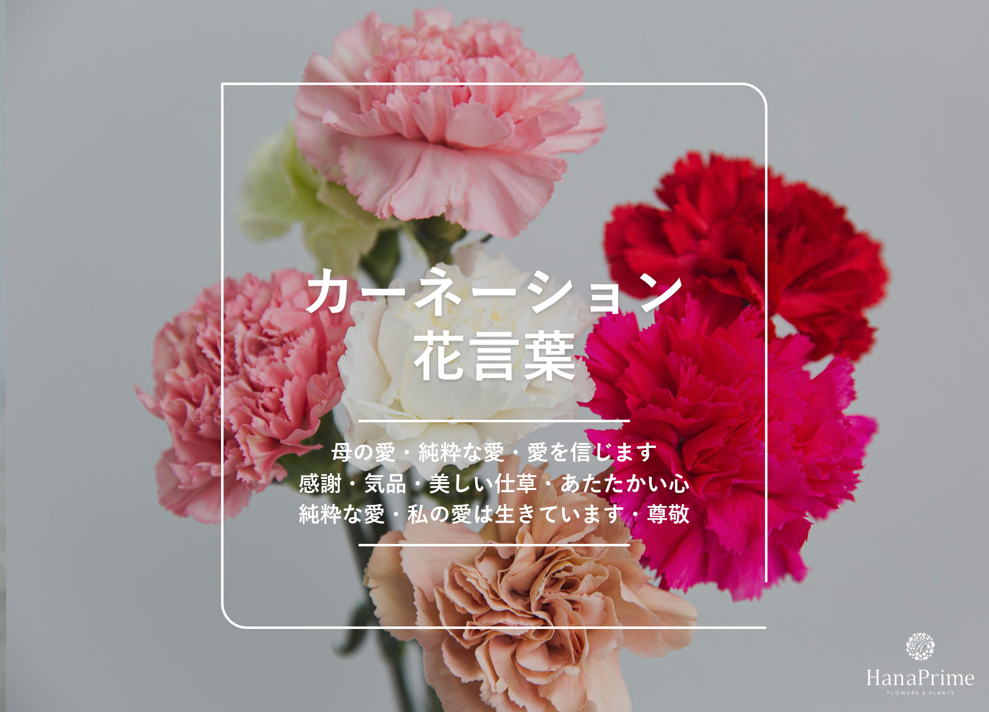 カーネーション花言葉の真相と怖い意味｜母の日に失敗しない色と本数