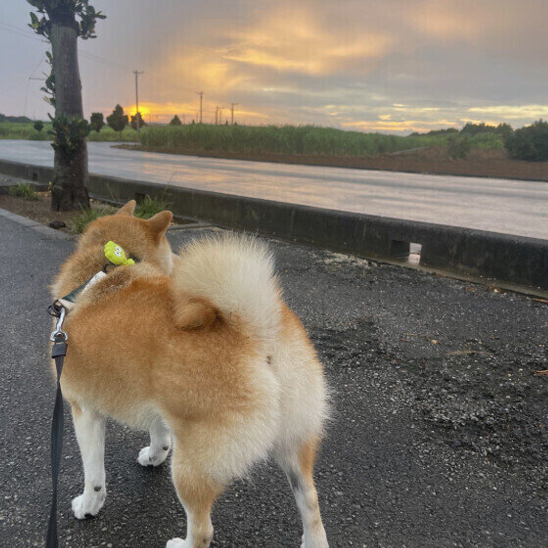夏の犬の散歩は夜も命の危機？アスファルト熱と安全な対策