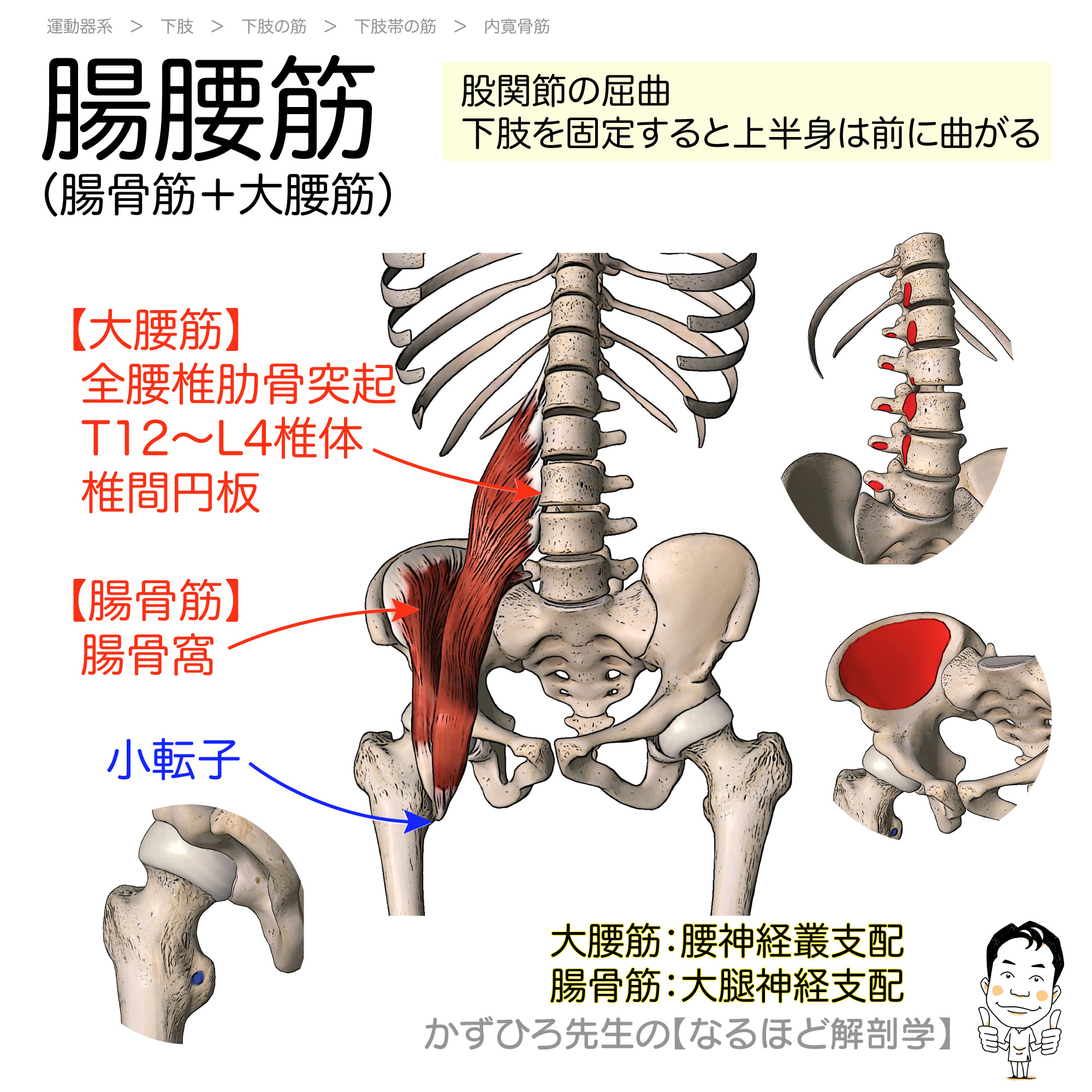 腰痛の真犯人は「腸骨筋」？痛みの真相とプロ直伝の劇的ほぐし方を徹底解説
