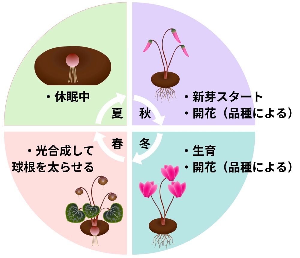 妊娠中の腰痛で起き上がれない原因は？時期別の理由と安全な解消法