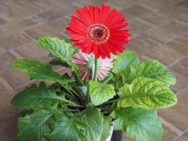 ピンクのガーベラの花言葉に怖い意味はある？本数や色別の違いとギフトの真価