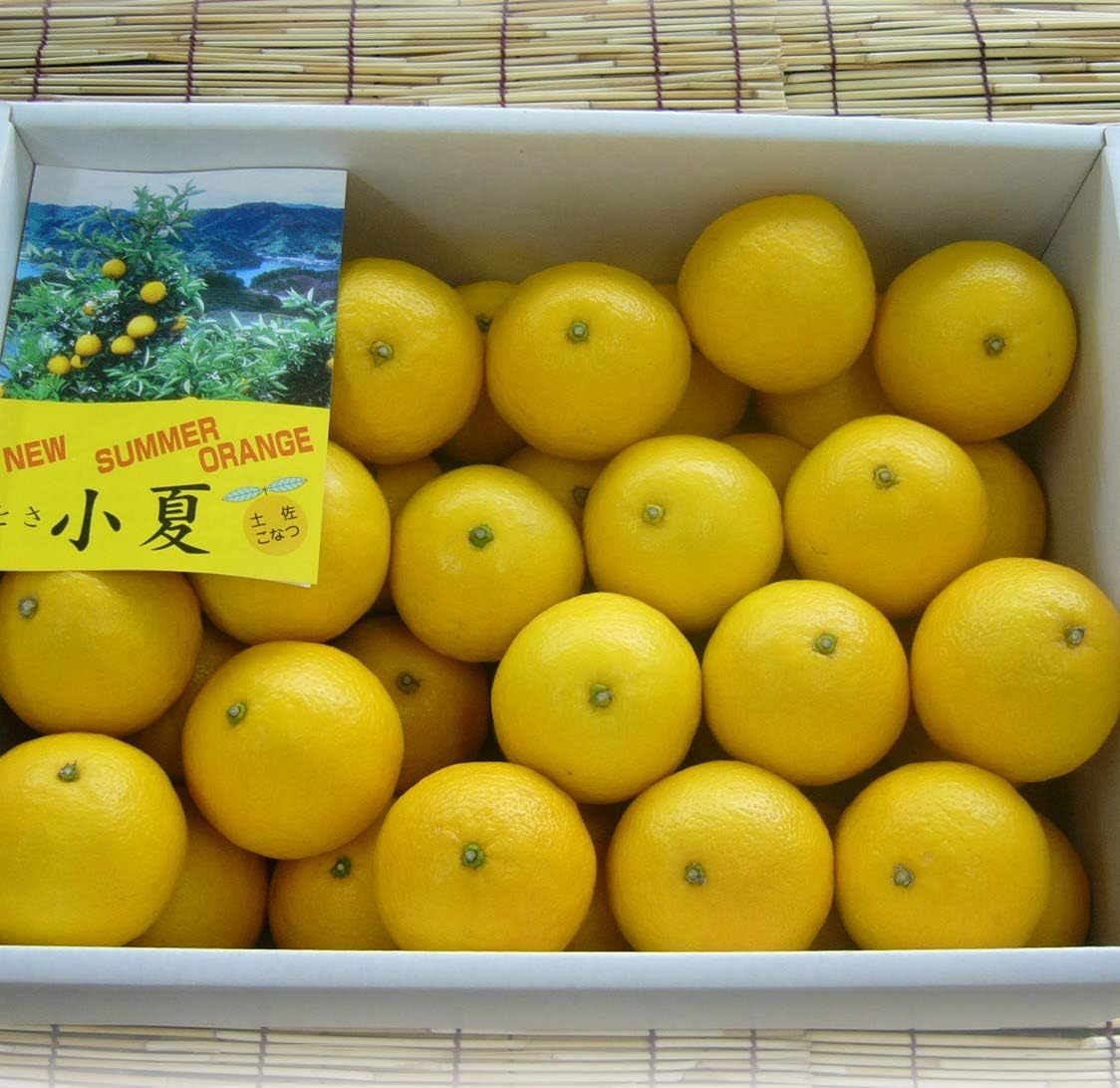 小夏の食べ方は白皮を残すのが正解！種を避ける切り方と美味の極意
