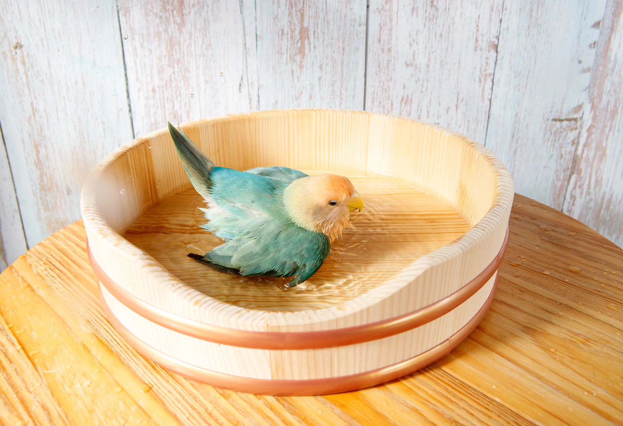 セキセイインコの水浴び容器選び決定版！安全な代用と最新グッズ解説