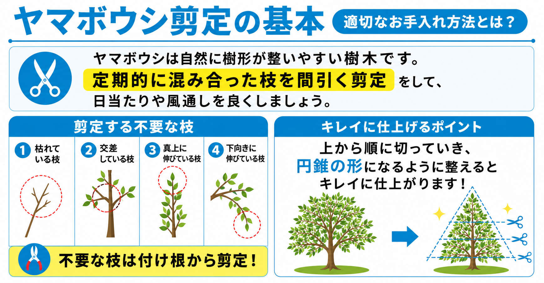 ヤマボウシの剪定時期を間違えると花が咲かない！プロが教える正しい透かし剪定の完全版