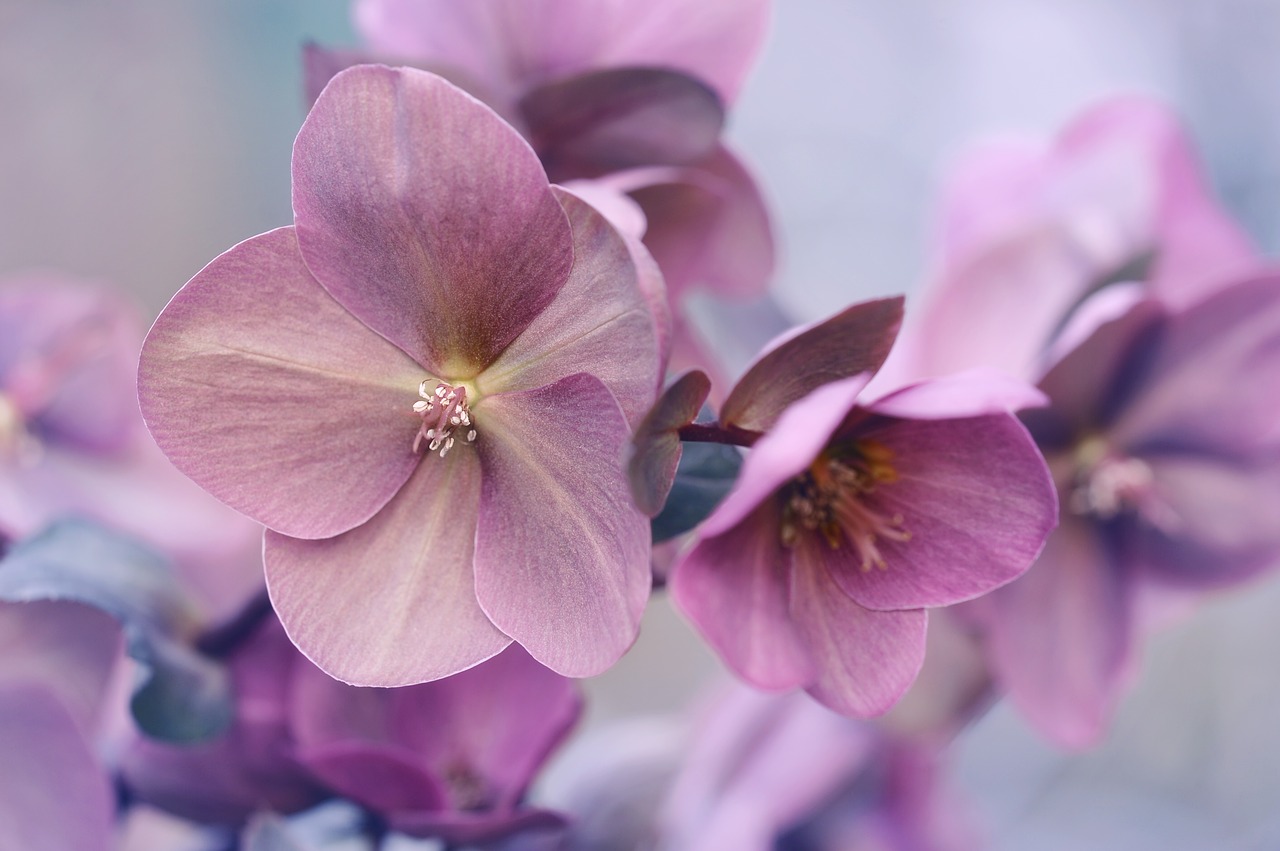 恋の花言葉2026年最新解説！告白に効く花と実は危険な裏の意味