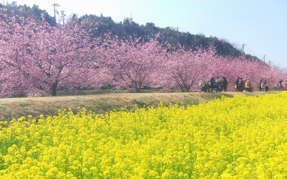 東大山河津桜2026見頃と開花状況｜菜の花絶景と混雑回避法