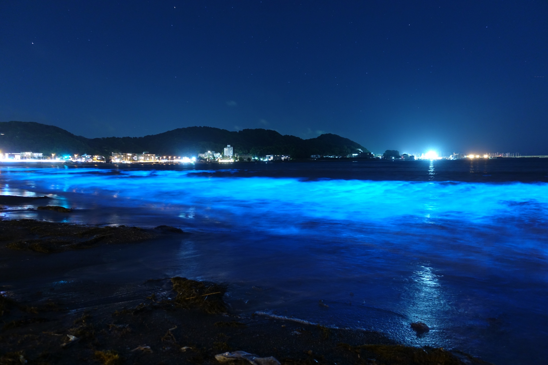 夜光虫とは？青く光る仕組みと昼の姿・全国の出現時期を徹底解説