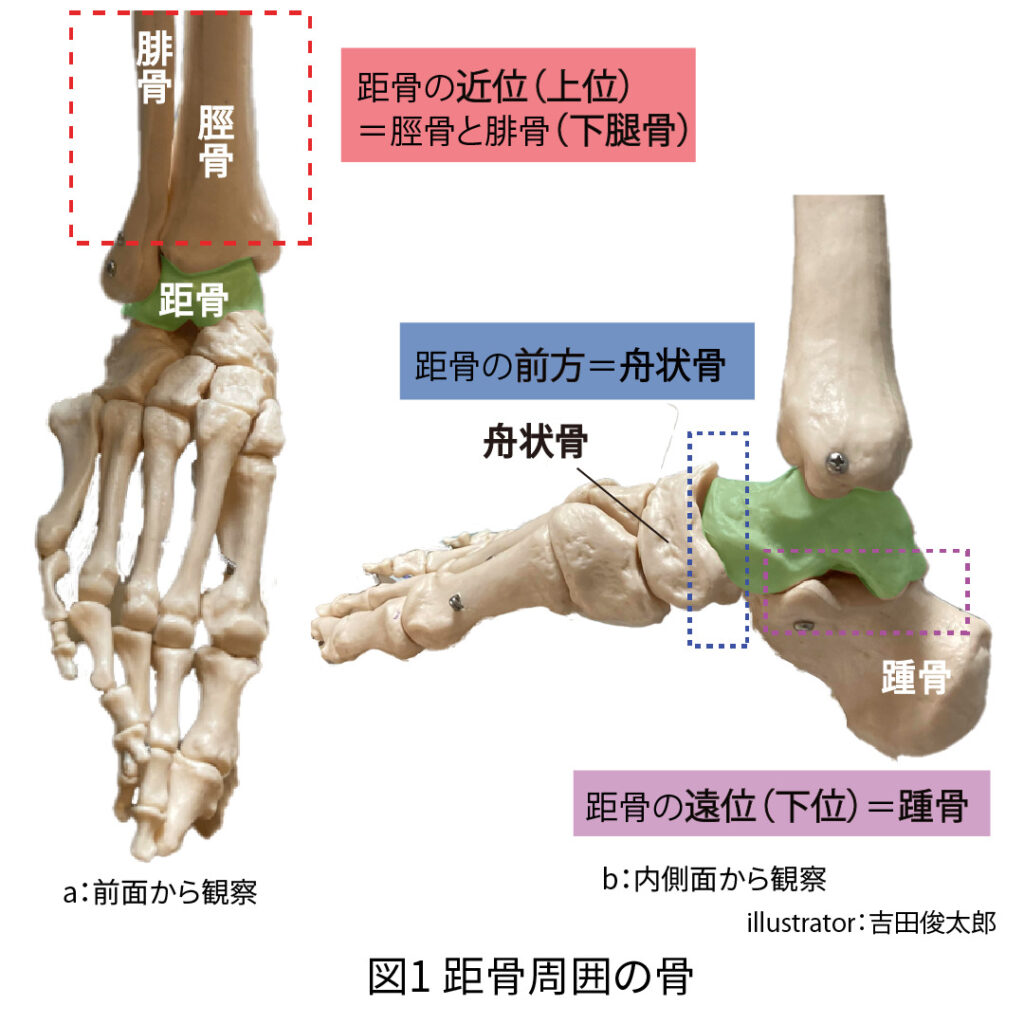 距骨とは？足首の歪みと痛みの根本原因を解剖学視点で徹底解説