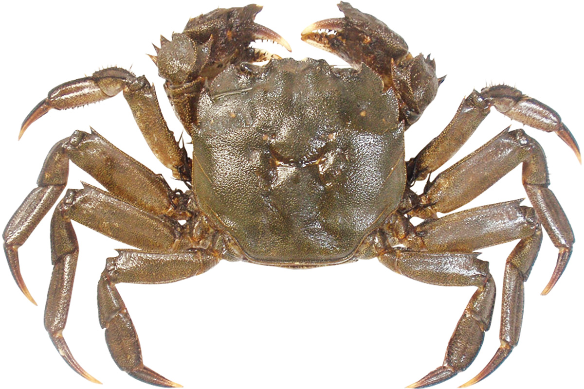 海にいるカニの種類一覧と危険生物の見分け方！毒ガニの真相と捕獲術