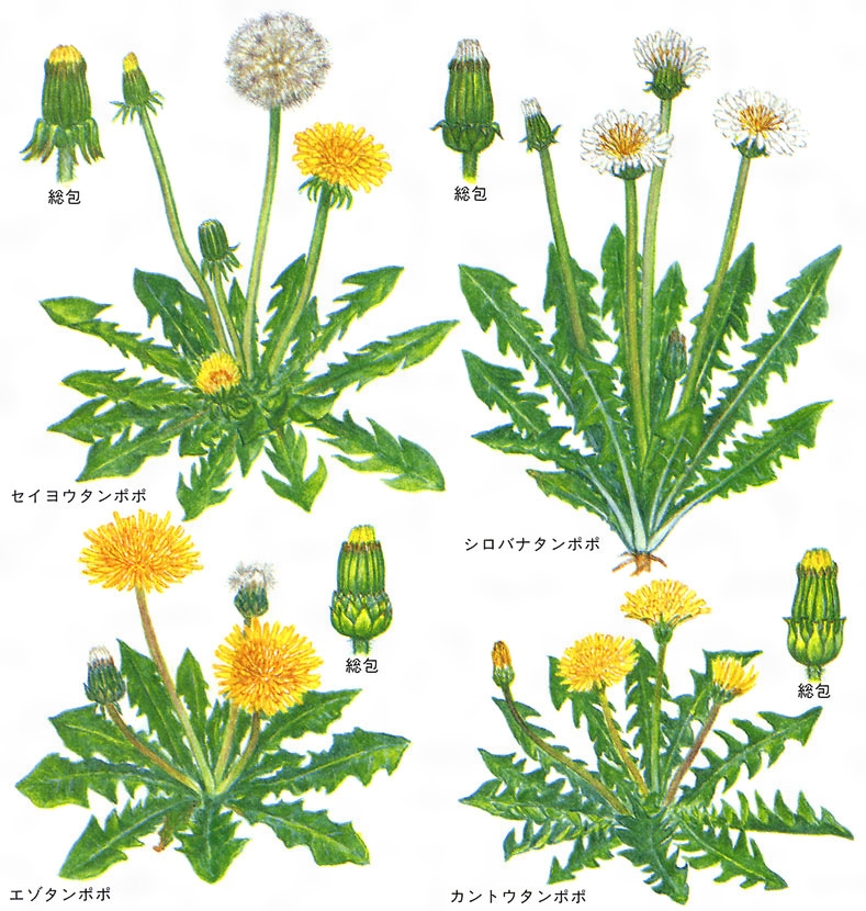 たんぽぽの花言葉に怖い意味はある？綿毛の由来と色別の真実を徹底解説