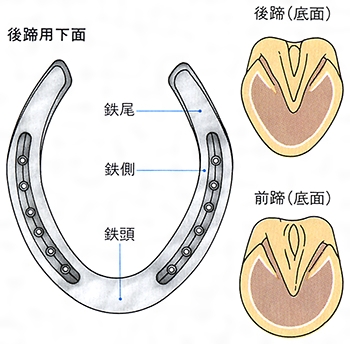 蹄鉄とは？馬に必要な理由や痛くない秘密とお守りの意味を解説