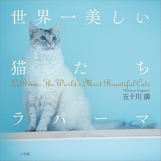 「世界一美しい猫」ラパーマの真実！奇跡の巻き毛と性格・値段を徹底解剖