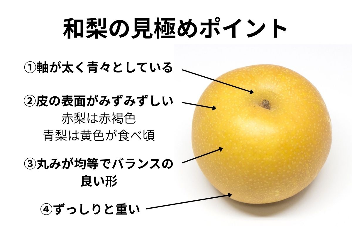 失敗しない甘い梨の選び方！お尻の形と色で見抜くプロの目利き術2026