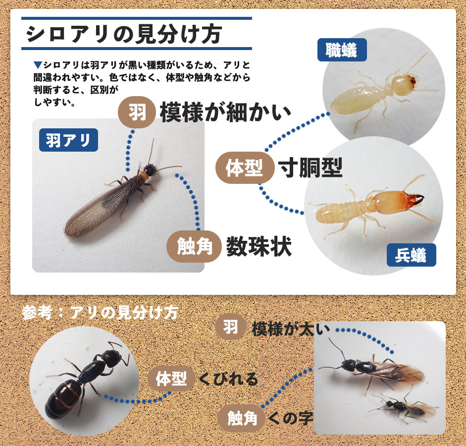 家に出た羽アリは危険？シロアリとの見分け方と絶対に避けるべき対処法