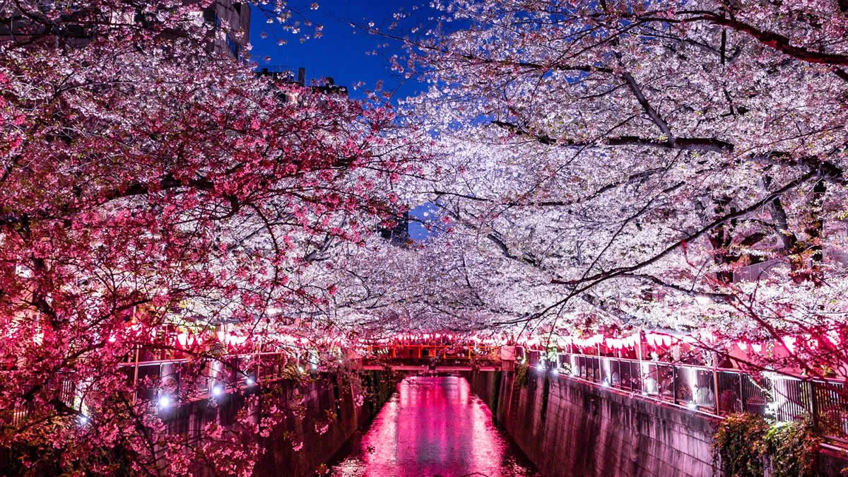 中目黒桜ライトアップ2026最新ガイド！点灯時間・ぼんぼり・混雑回避を徹底解説