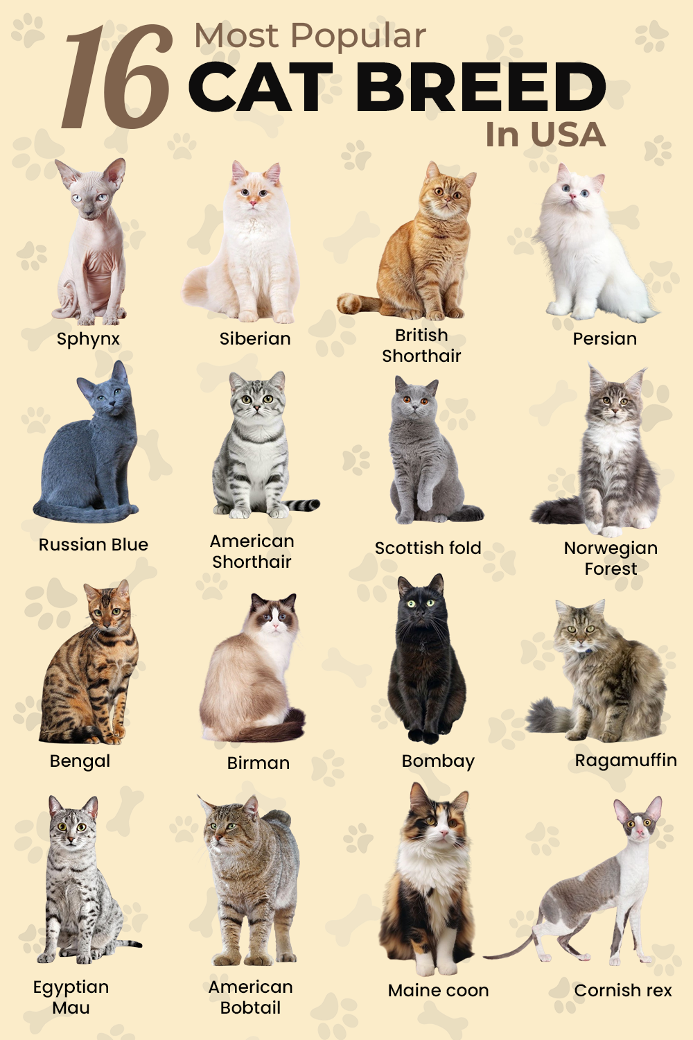 東京キャットストリートに猫がいない真相と2026年歩き方完全ガイド