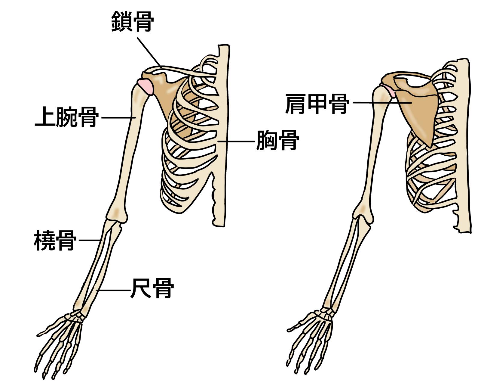 二の腕を太くする最新筋トレ法！細い腕を劇的に変える食事と三頭筋バルク術