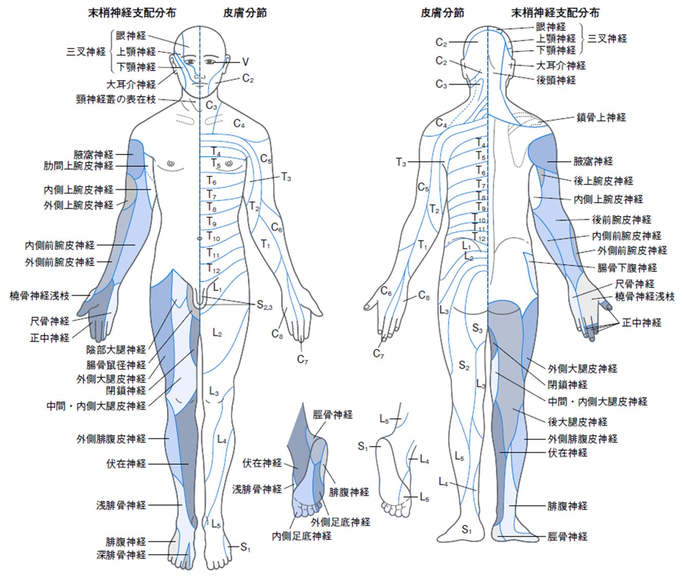 神経支配領域の完全解説！デルマトームとの違いや臨床の要点まとめ