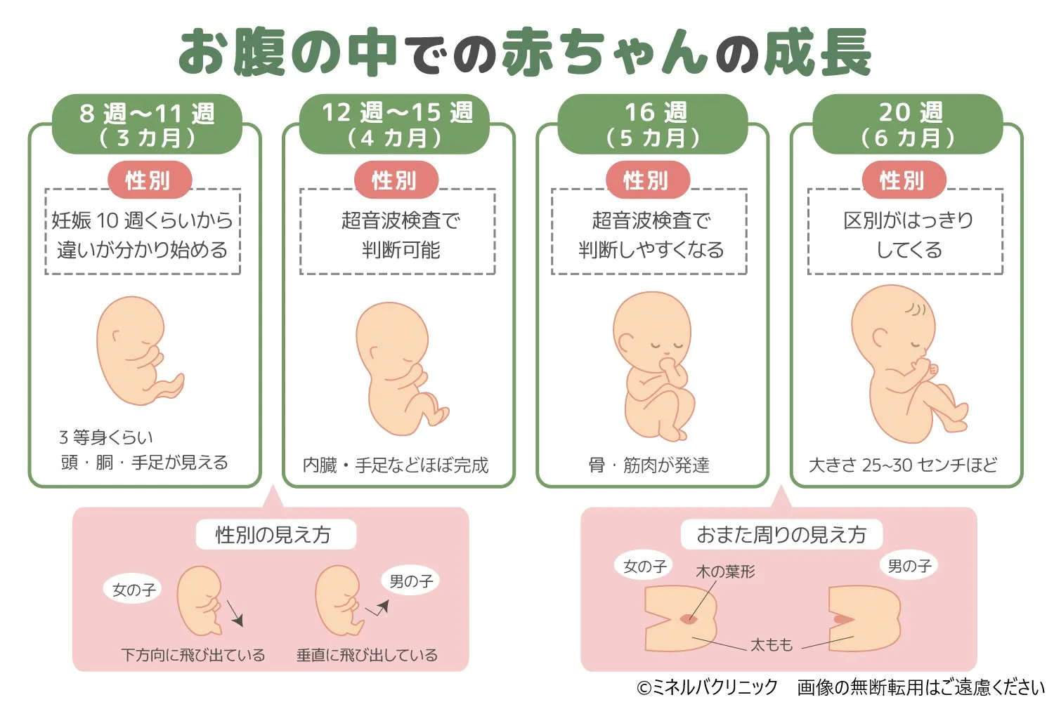 赤ちゃんの性別はいつわかる？早くて妊娠何週から？男女の判定時期を徹底解説