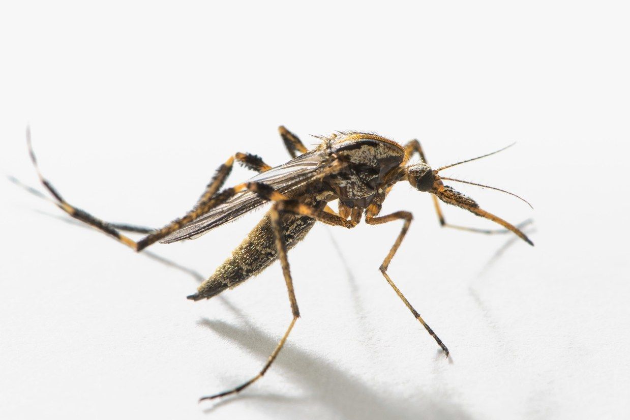 部屋で見かける大きめの蚊は刺す？危険性とガガンボの驚きの真相を徹底解説