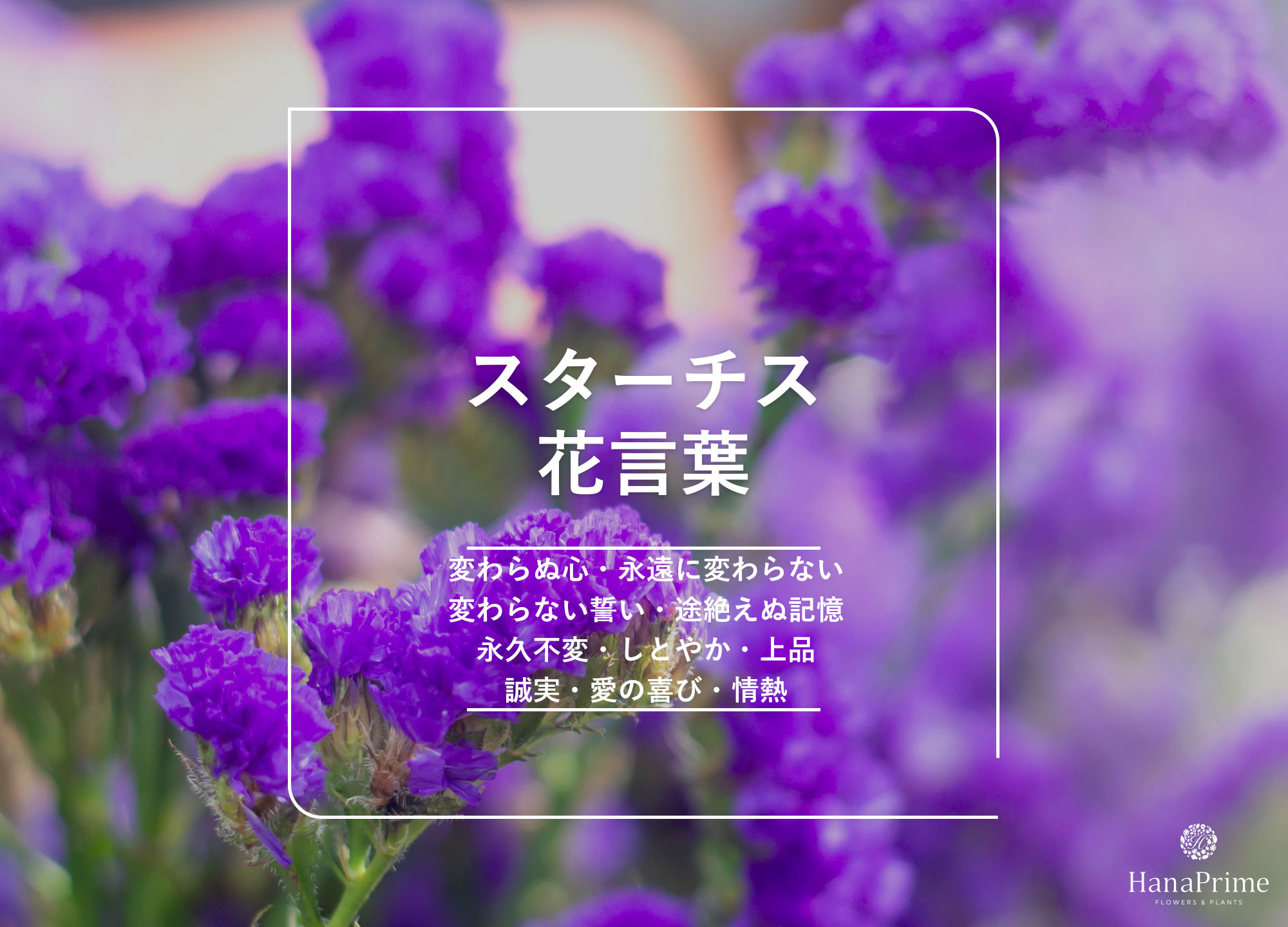スターチスの花言葉に怖い意味はある？色別の由来と贈る際の注意点