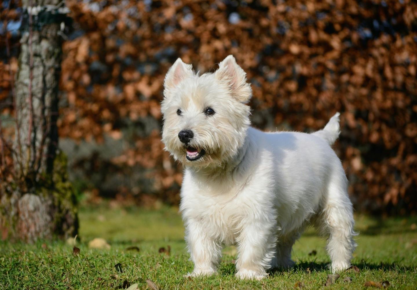 ウエスティは本当に飼いにくい？性格・抜け毛・子犬相場を徹底検証